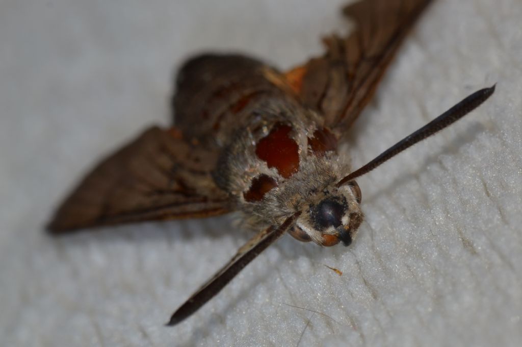 Da identificare - Macroglossum stellatarum